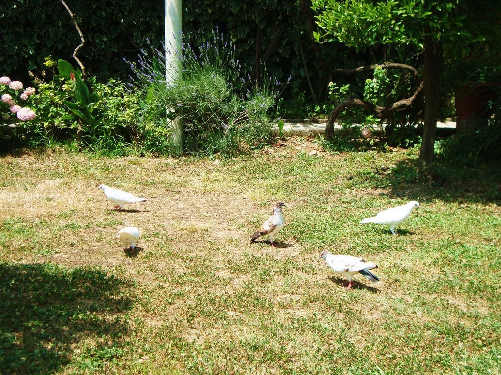 Apartments Rolovina Tivat Ruang foto